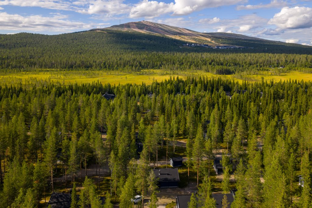 Vihreä metsä ja tunturi taustalla
